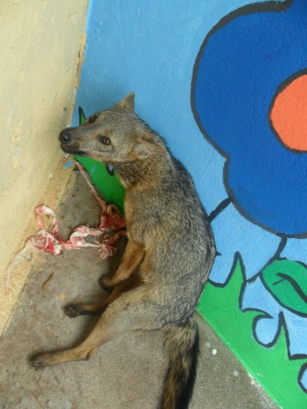 Mais um animal ferido foi entregue na Ong